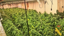 Desmantelan dos cultivos de marihuana con cerca de 800 plantas en Berja y Alcolea