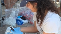Un total de 56 tortugas bobas han nacido del nido de la playa de la Rumina de Moj&aacute;car
