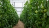 Andaluc&iacute;a lidera el crecimiento del valor a&ntilde;adido bruto del sector agroalimentario