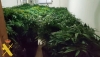 Dos detenidos por cultivar marihuana en una parcela de Hu&eacute;rcal de Almer&iacute;a