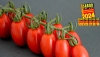 El tomate cherry pera Lobello recibe la distinci&oacute;n Sabor del A&ntilde;o por sexta vez consecutiva