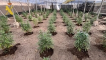 Cinco detenidos por cultivar 1.200 plantas de marihuana en Tabernas