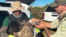 Recuperan en buen estado un quebrantahuesos en Punta Entinas-Sabinar
