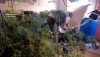 Encuentran 560 plantas de marihuana en Las 200 Viviendas de Roquetas de Mar