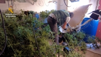 Encuentran 560 plantas de marihuana en Las 200 Viviendas de Roquetas de Mar