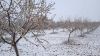Las heladas y las lluvias provocan da&ntilde;os al 59% de los almendros de la provincia