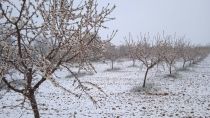 Las heladas y las lluvias provocan da&ntilde;os al 59% de los almendros de la provincia