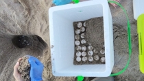 Localizan un nuevo anidamiento de tortuga boba en la playa de Moj&aacute;car
