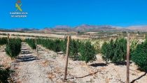 Desmantelada una empresa que vend&iacute;a cogollos y derivados de marihuana