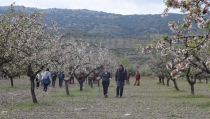 SENDERISMO: Fi&ntilde;ana y Tabernas cierran con &eacute;xito las Rutas del Almendro en Flor Filabres Alhamilla-Nacimiento 2026