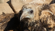 La Junta eleva a 391 los ejemplares de pollos de alimoche de Andaluc&iacute;a