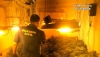 Seis detenidos y 2.816 plantas de marihuana intervenidas en la provincia de Almer&iacute;a