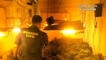 Seis detenidos y 2.816 plantas de marihuana intervenidas en la provincia de Almer&iacute;a