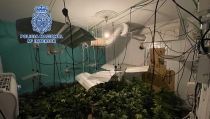 Cuatro detenidos en Almer&iacute;a por cultivar marihuana en sus viviendas
