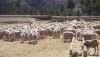 Preocupaci&oacute;n en el sector agrario por las consecuencias de la guerra en Ucrania