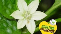 Hortyfruta anima a los agricultores a utilizar el control biol&oacute;gico en invierno