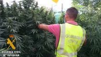 Dos detenidos por cultivar marihuana en un cortijo de Arboleas