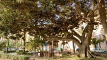 Aprobada la actuaci&oacute;n para salvar un ficus centenario del Parque Nicol&aacute;s Salmer&oacute;n
