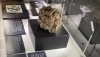 El Museo de Almer&iacute;a estrena la exposici&oacute;n 'Ciencia frente al expolio'
