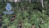 La polic&iacute;a halla en Almer&iacute;a un cortijo abandonado con 288 plantas de marihuana
