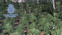 La polic&iacute;a halla en Almer&iacute;a un cortijo abandonado con 288 plantas de marihuana