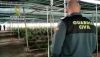 Encuentran 62.000 plantas de marihuana en una plantaci&oacute;n de c&aacute;&ntilde;amo en Lucainena