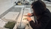 El Banco de Germoplasma Vegetal Andaluz garantiza el futuro de la flora
