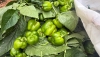 ASAJA Almer&iacute;a recomienda documentar los da&ntilde;os antes y despu&eacute;s de arrancar un cultivo afectado por plagas