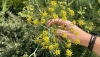 Estudiantes de Ciencias Ambientales hacen inventario de la flora y fauna del campus