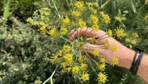 Estudiantes de Ciencias Ambientales hacen inventario de la flora y fauna del campus