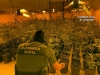 La Guardia Civil interviene cerca de 500 plantas de marihuana en Roquetas
