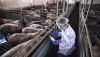 Refuerzan las inspecciones en las explotaciones intensivas de porcino en Andaluc&iacute;a