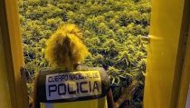 Tres detenidos en Almer&iacute;a por cultivar marihuana en el interior de sus viviendas