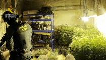 Intervienen m&aacute;s de 3.000 plantas en tres operaciones contra el cultivo de marihuana