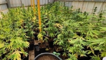 Once detenidos y 2.000 plantas de marihuana intervenidas