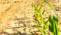 Agricultores y ganaderos se manifiestan ma&ntilde;ana en C&oacute;rdoba ante los ministros de Agricultura de la UE