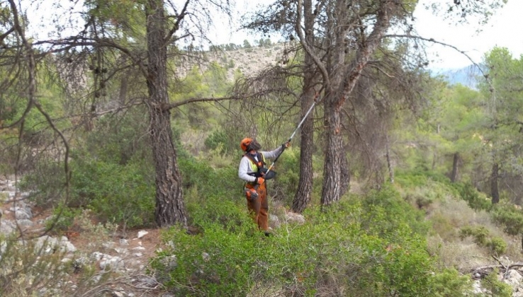 Andaluc&iacute;a invierte 3,7 millones en gesti&oacute;n forestal sostenible en Almer&iacute;a