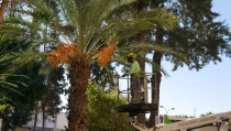 Adra intensifica el cuidado de parques y jardines del centro urbano y las barriadas