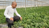 La campa&ntilde;a 'No cortes en verde' revisa 1,4 millones de kilos de sand&iacute;a y mel&oacute;n en Almer&iacute;a