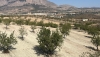 Los almendros ecol&oacute;gicos de Almer&iacute;a se quedan sin las ayudas andaluzas por sequ&iacute;a
