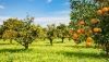 La producci&oacute;n de c&iacute;tricos super&oacute; los 2,3 millones de toneladas en Andaluc&iacute;a