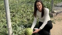 Comienzan las inspecciones de la campa&ntilde;a 'No Cortes en Verde' para sand&iacute;a y mel&oacute;n