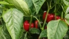 Los costes de producci&oacute;n de pimiento en invernadero han subido un 26% en dos campa&ntilde;as