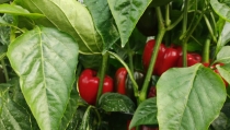Los costes de producci&oacute;n de pimiento en invernadero han subido un 26% en dos campa&ntilde;as
