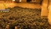Detienen en Arboleas al responsable de una plantaci&oacute;n de marihuana