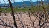 UPA Andaluc&iacute;a reclama m&aacute;s ayudas a la producci&oacute;n ecol&oacute;gica en zonas con riesgo de desertificaci&oacute;n
