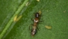 ASAJA Almer&iacute;a denuncia la falta de herramientas para combatir la plaga de Thrips parvispinus