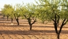 COAG Almer&iacute;a denuncia que el precio en origen para la almendra ha ca&iacute;do por debajo del euro