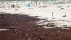 El Ifapa avanza en la lucha contra la expansi&oacute;n de algas invasoras