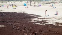 El Ifapa avanza en la lucha contra la expansi&oacute;n de algas invasoras